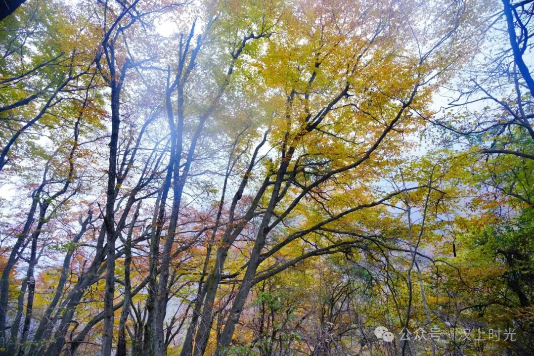 漢中龍頭山：云霧裹著秋景，像是在彩林間畫(huà)了層漸變。